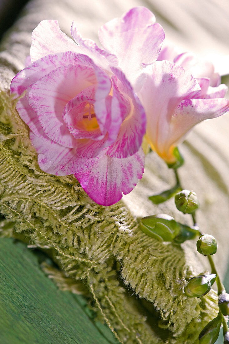 rosa-weiße Freesienblüte auf einem Fransendeckchen