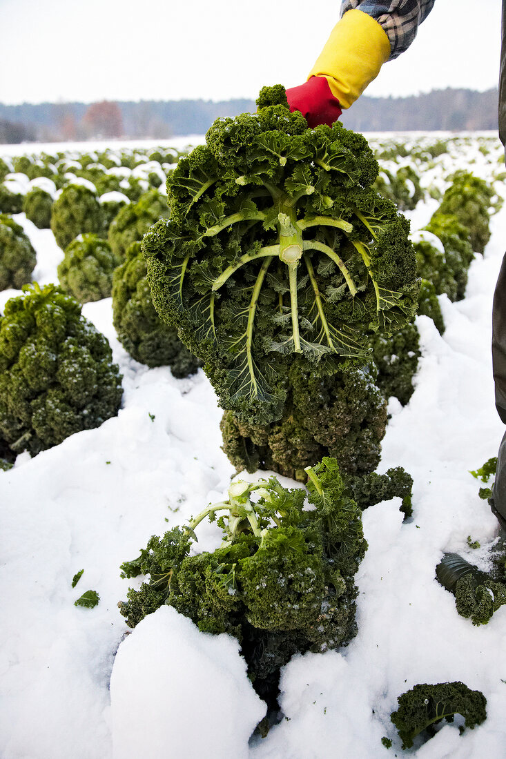 Kale harvest in snow field