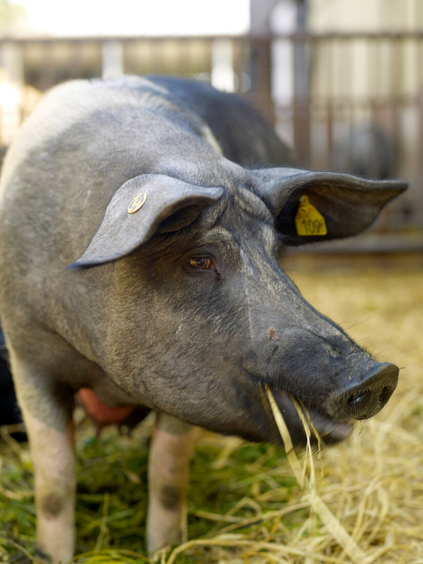 Schweine von Biobauer Rainer Muhs in Krummbek bei Kiel