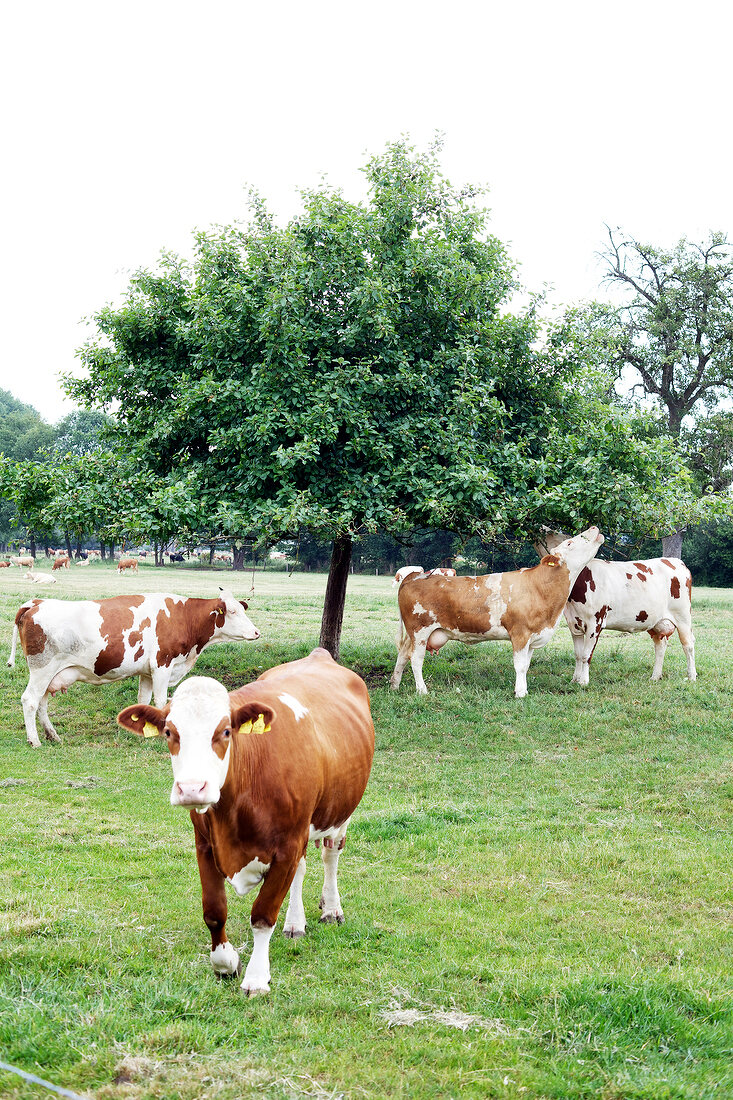 Cows grazing in orchard at Hamminkeln, Niederrhein, Germany