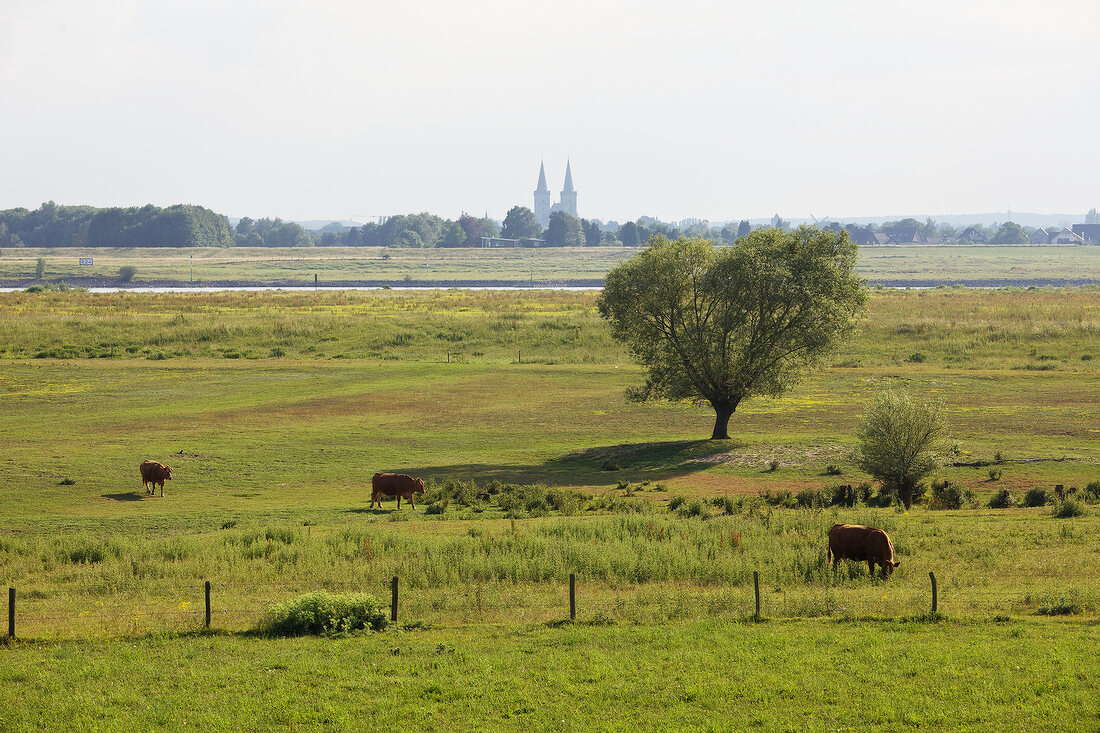 View of Rhine river and Cathedral of Xanten at Wesel-Bislich, Niederrhein, Germany