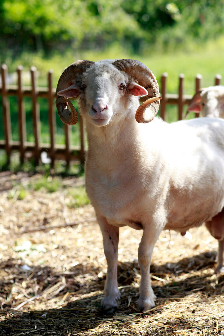 Schafe auf dem "Doktorenhof" in Venningen, Pfalz