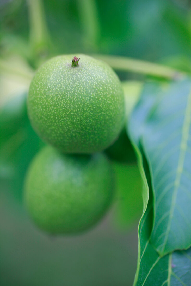 Close-up of green walnuts on tree