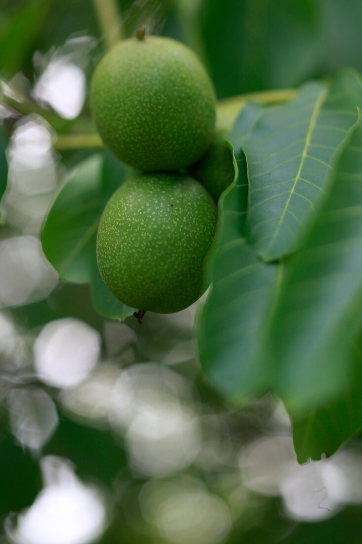 Close-up of green walnuts on tree