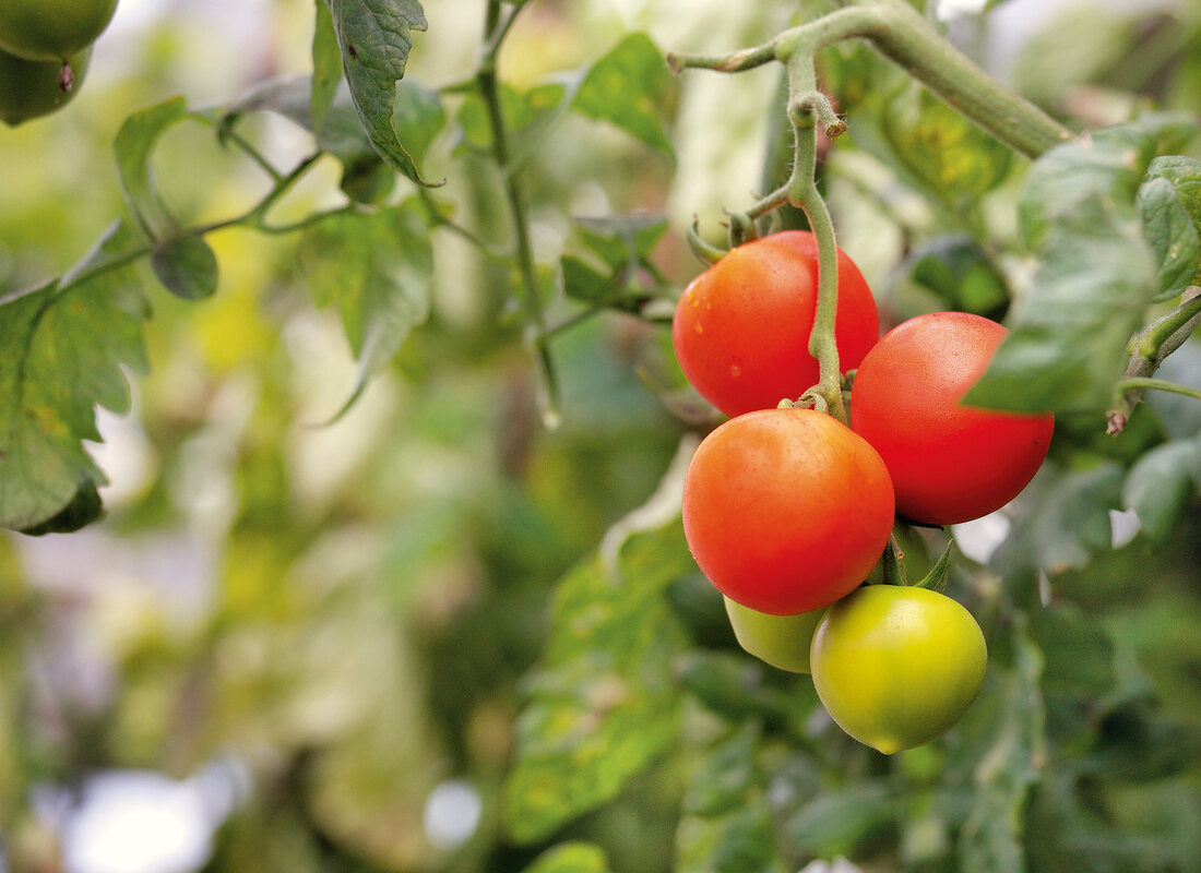 Red and green tomatoes hanging from the branch