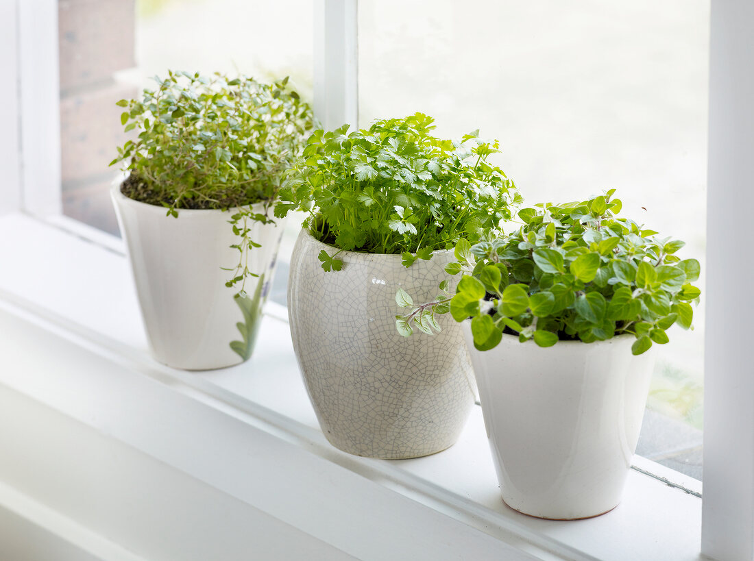 Three pots of herbs on window sill