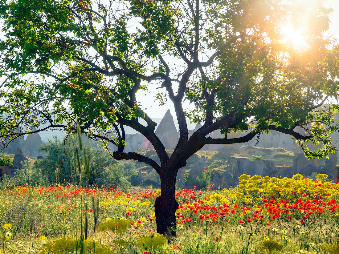 View of tree and poppy meadow in Goreme, Cappadocia Anatolia, Turkey