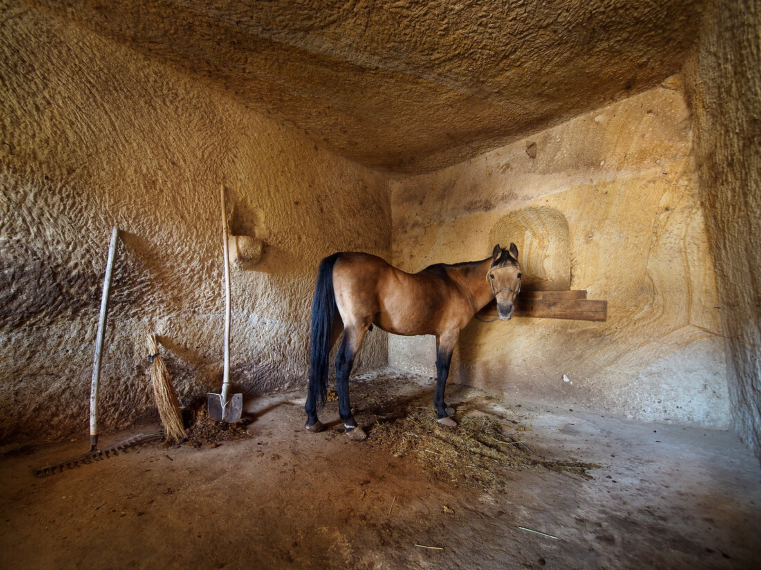 Horse inside Goreme fairy chimney horse stable, Cappadocia, Turkey