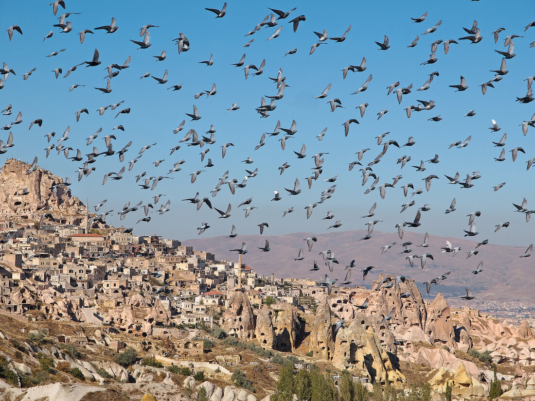 Group of pigeons flying at Uchisar Fairy Chimneys, Cappadocia, Turkey