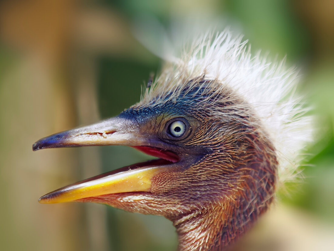 Kappadokien: Sultansazligi- Nationalpark, Reiher, close-up