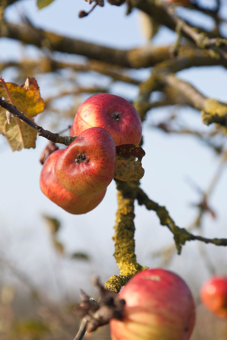 Ripe apples on apple tree
