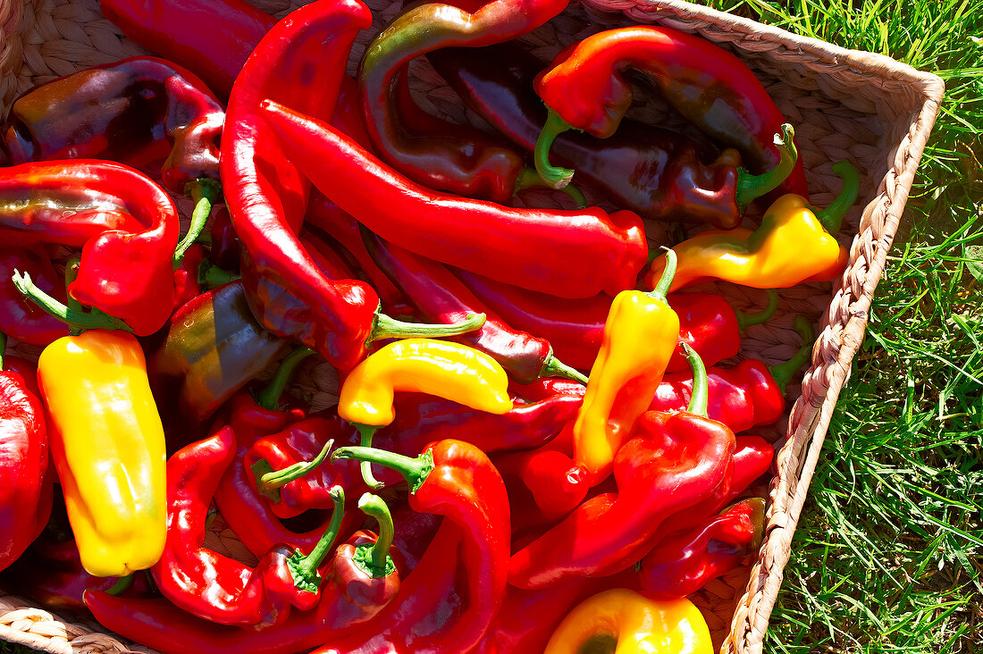 Basket of red and yellow peppers on lawn