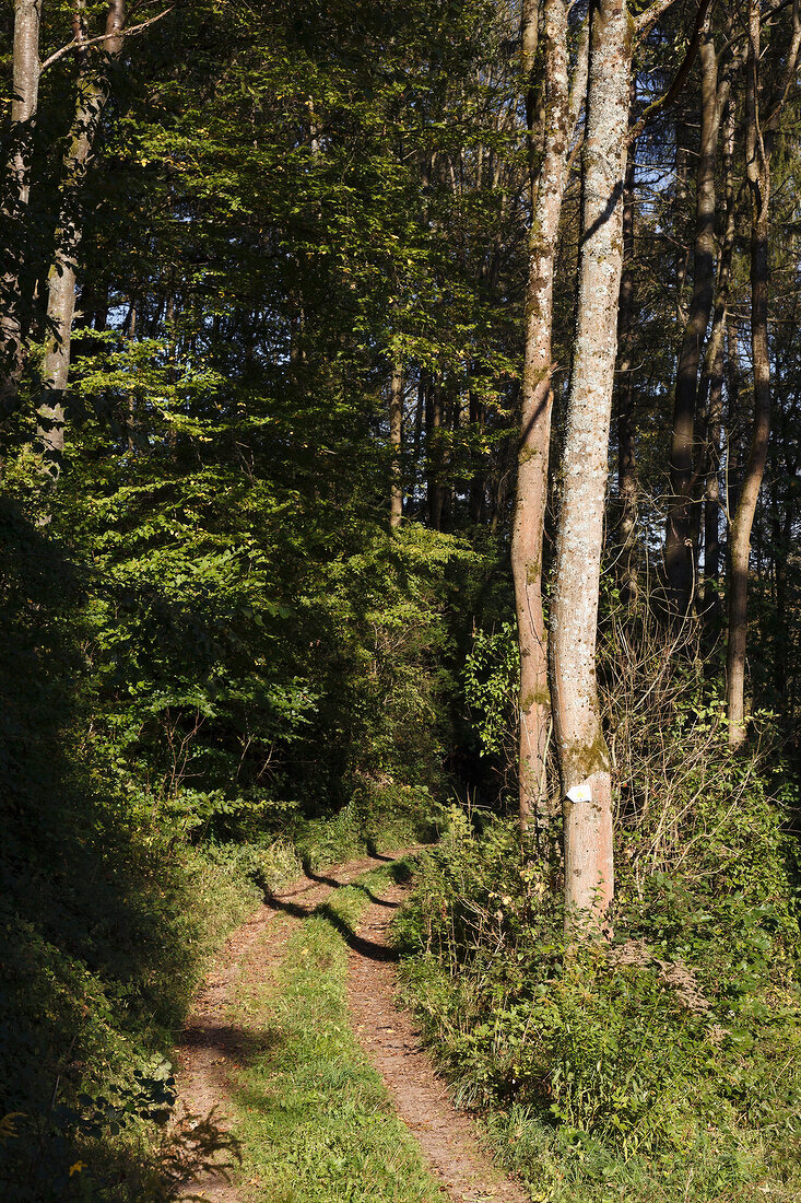 Forest path in Mariannenweg Blieskastel, Saarland, Germany