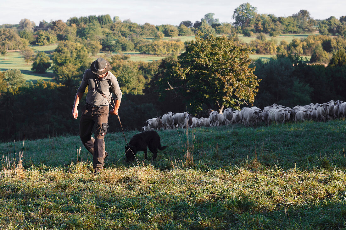 Martin Ernst walking with sheep in Valley Lauterbach, Blieskastel, Saarland, Germany