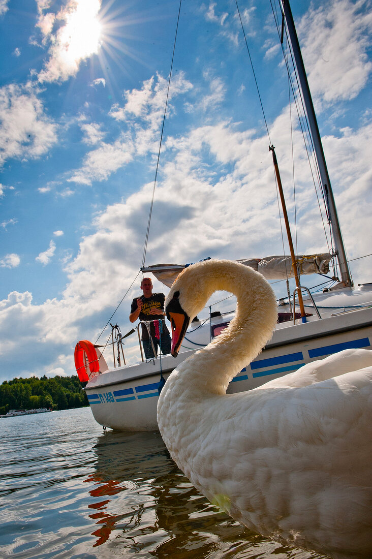 Close-up of swan in Masurian Lake District, Poland