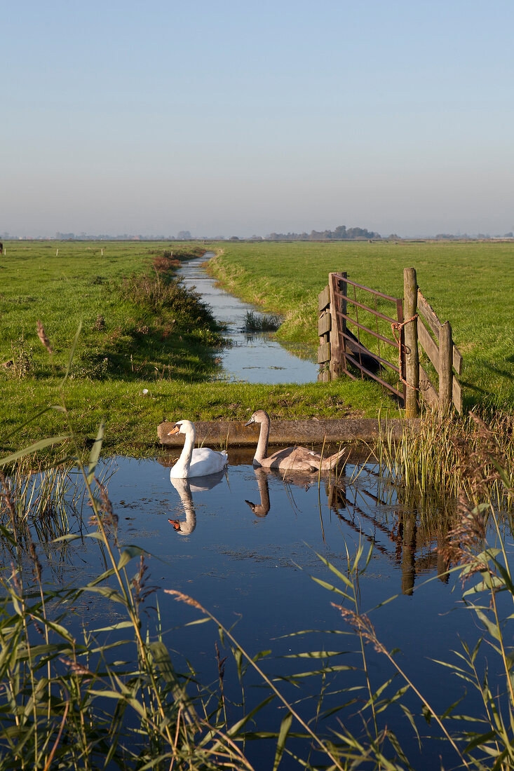 Amsterdam, Noord, Weideland zwischen Holysloot und Ransdorp