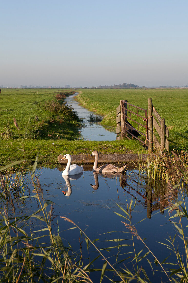 View of pasture between Holysloot and Ransdorp in Noord, Amsterdam, Netherlands