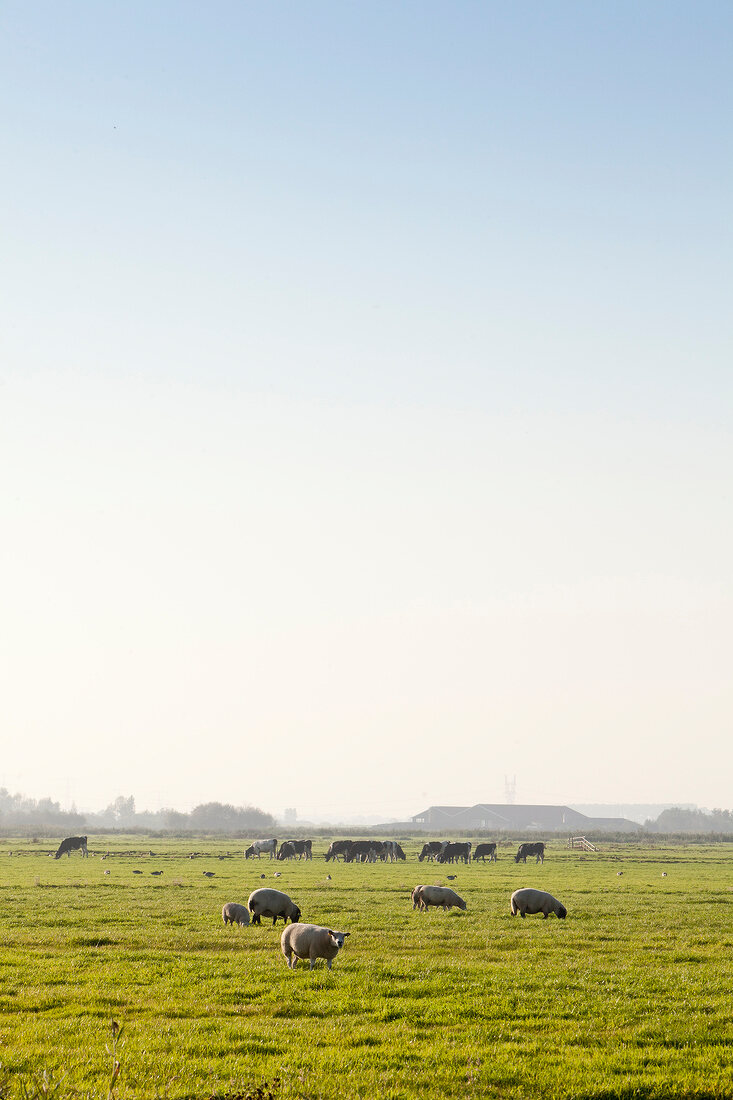 View of cattle grazing on pastures between Holysloot and Ransdorp, Noord, Amsterdam
