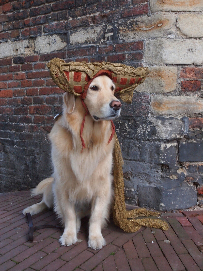 Amsterdam, am Nieuwmarkt, Golden Retriever mit Kopfbedeckung