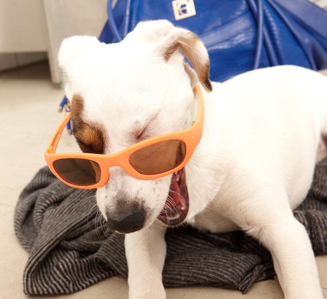 Hund, gähnt, Sonnenbrille, Betty, müde
