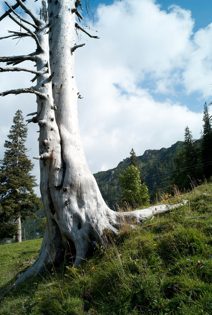 Chiemgau, Bayern, Traunstein, Chiemgauer Alpen, Berg Hochfelln