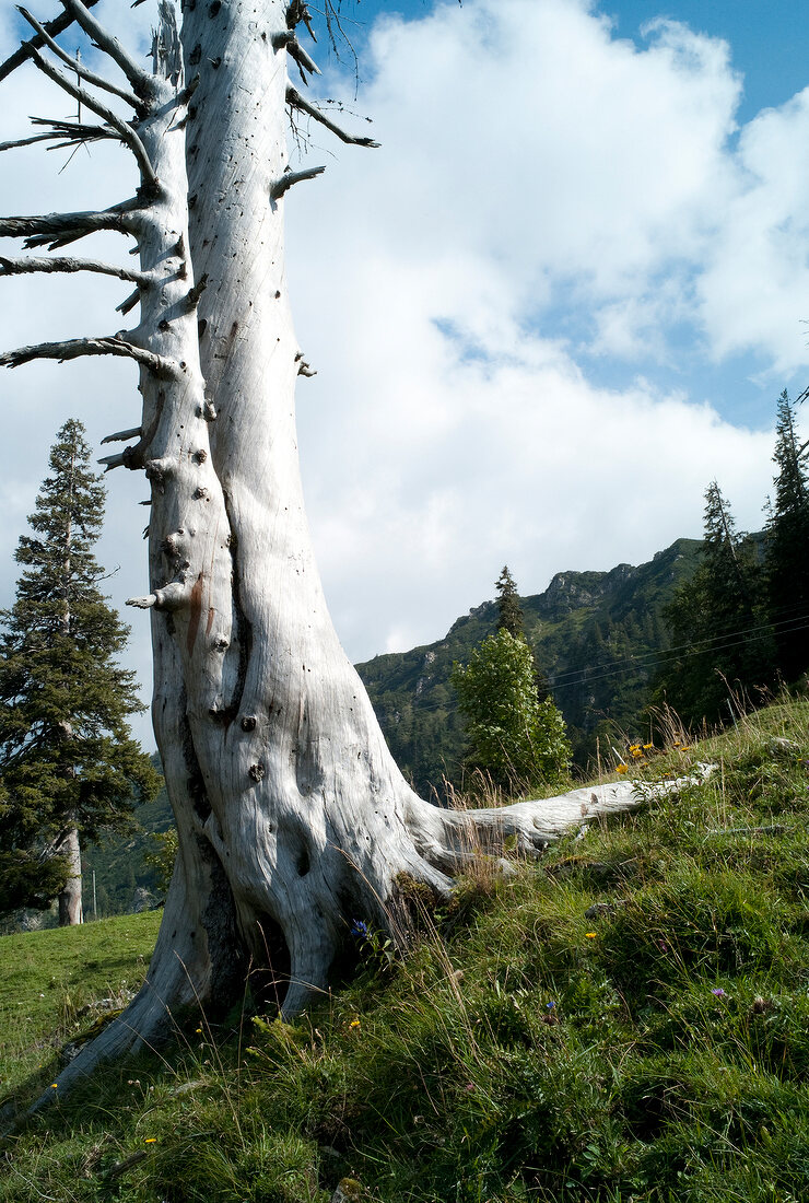 View of tree trunk, Chiemgau Alps and Hochfelln in Traunstein, Bavaria, Germany