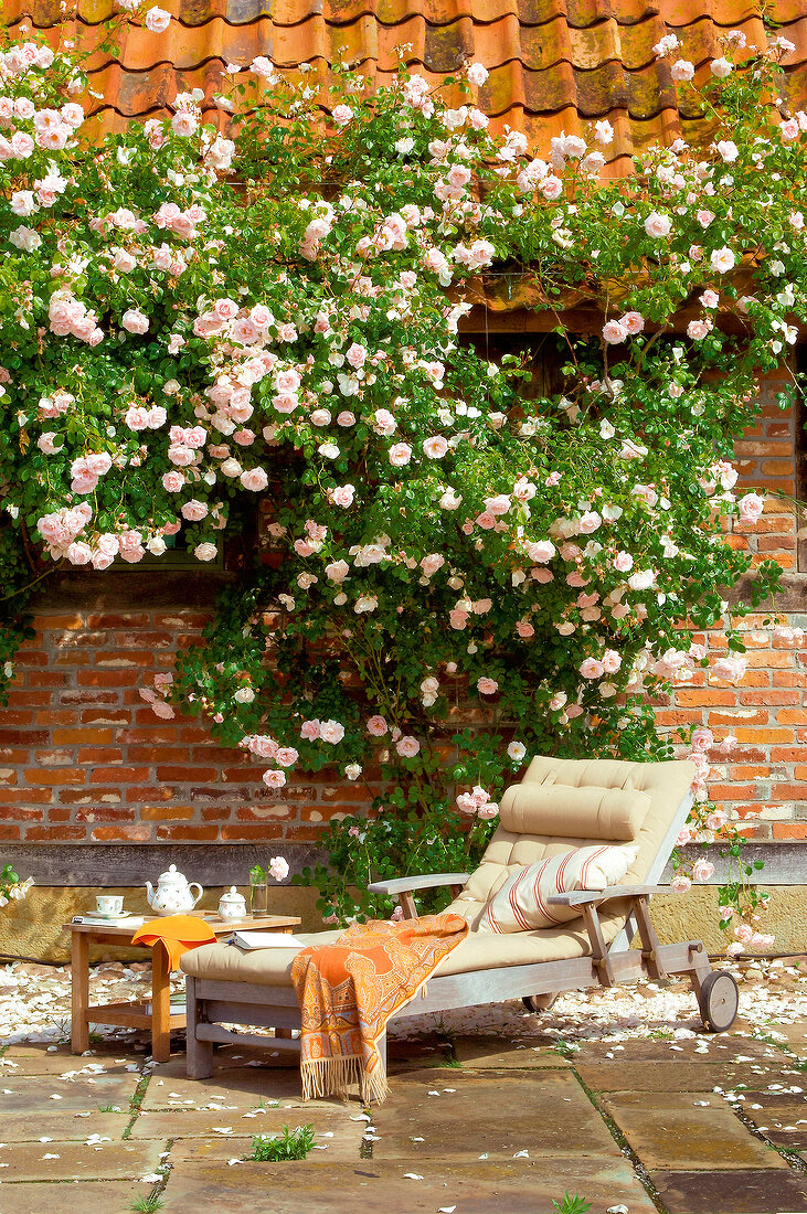 Climbing roses before deck chair on terrace