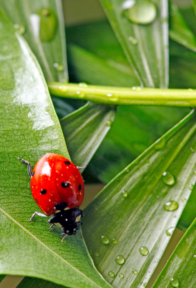 Marienkäfer, Siebenpunkt, close-up X 