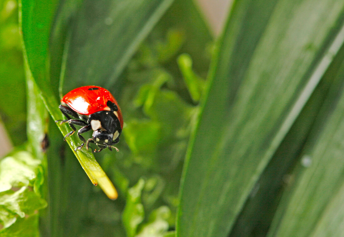 Marienkäfer, Siebenpunkt, close-up X 