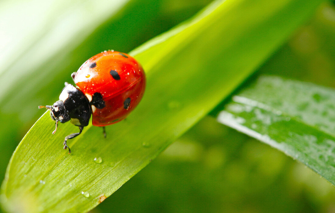 Close-up of seven-spot ladybug