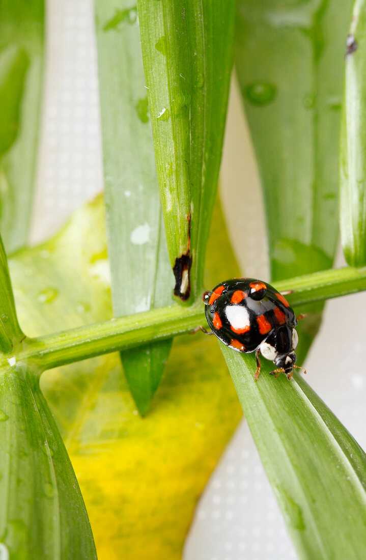 Asiatischer Marienkäfer, Zwölfpunkt, close-up