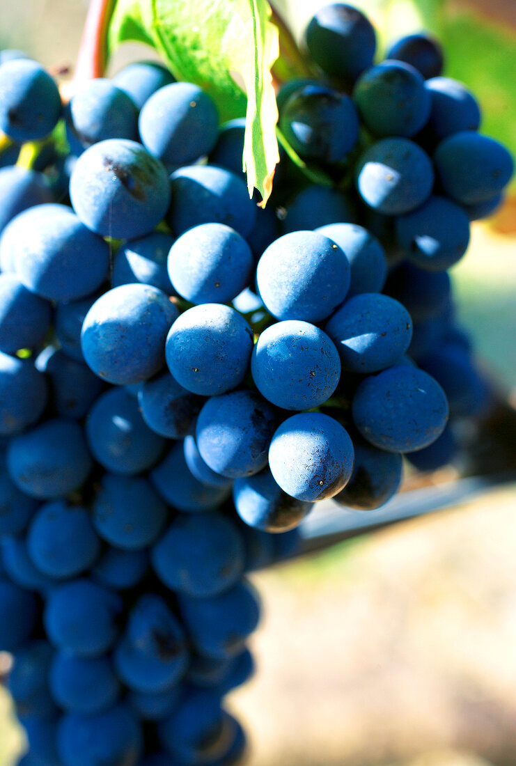 Close-up of concord grapes