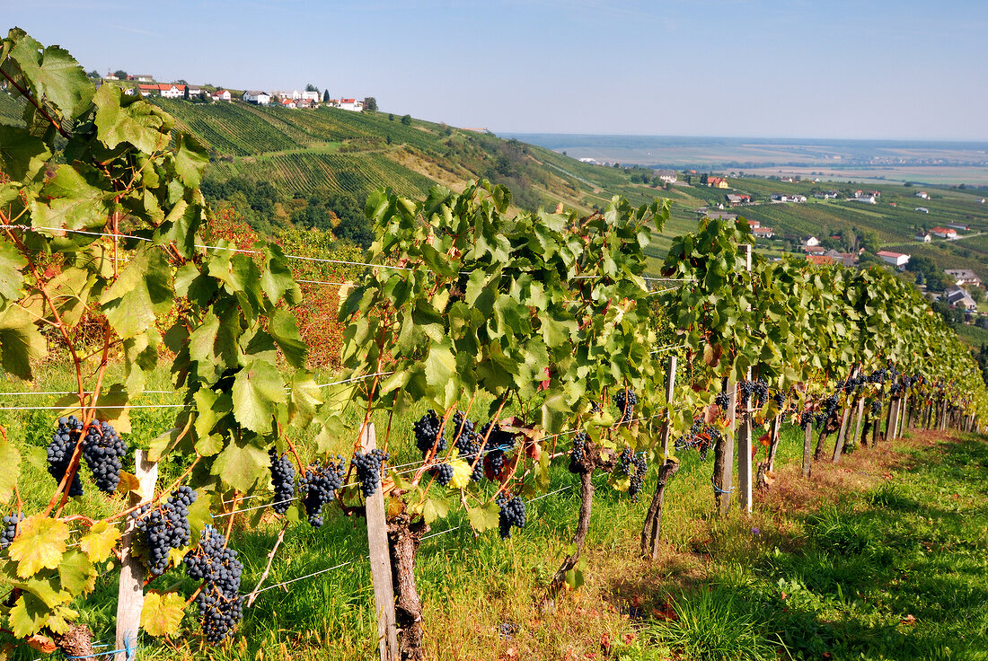 Der Eisenberg, Grenzland zwischen Ungarn und Österreich, Grenzgebiet