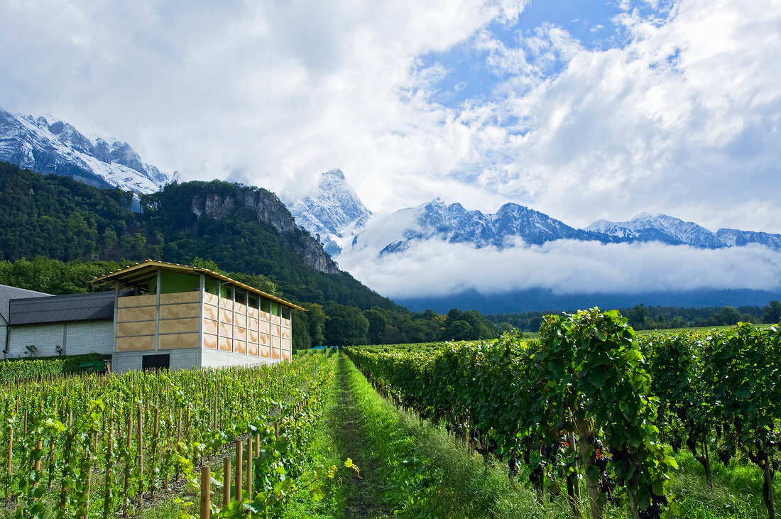 Weinberg in Fläsch, im oberen Rheintal, Kellerhaus