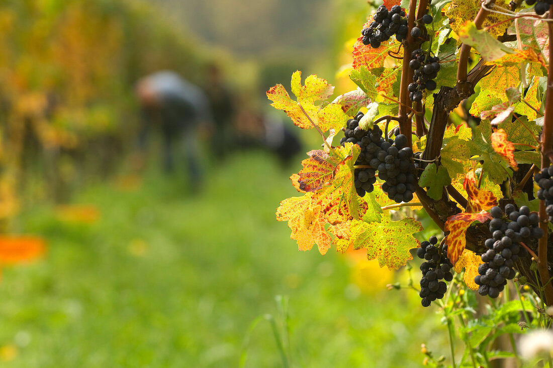 Close-up of black grapes in vineyard