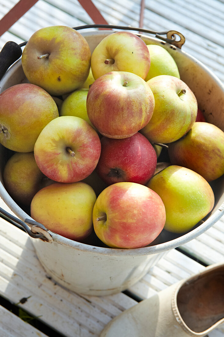 Bucket of apples
