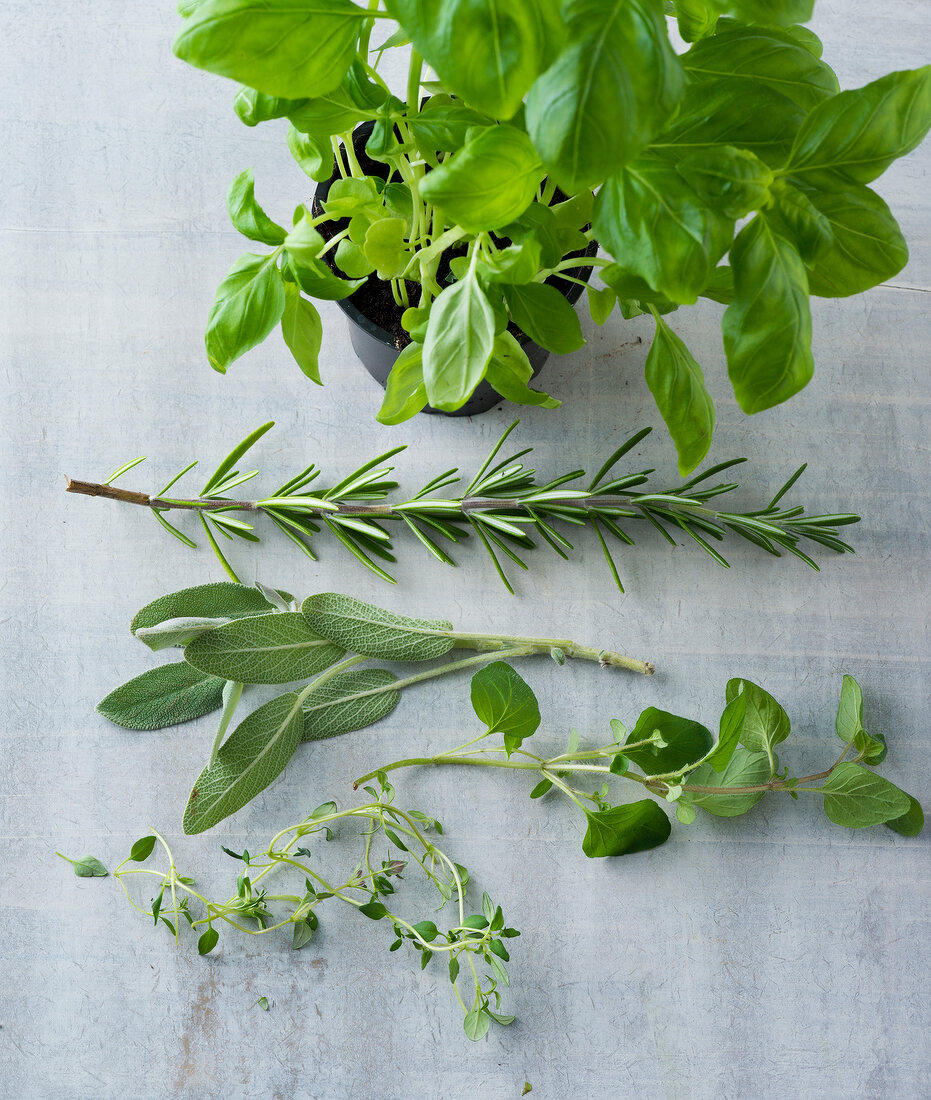 Different types of herbs on gray background