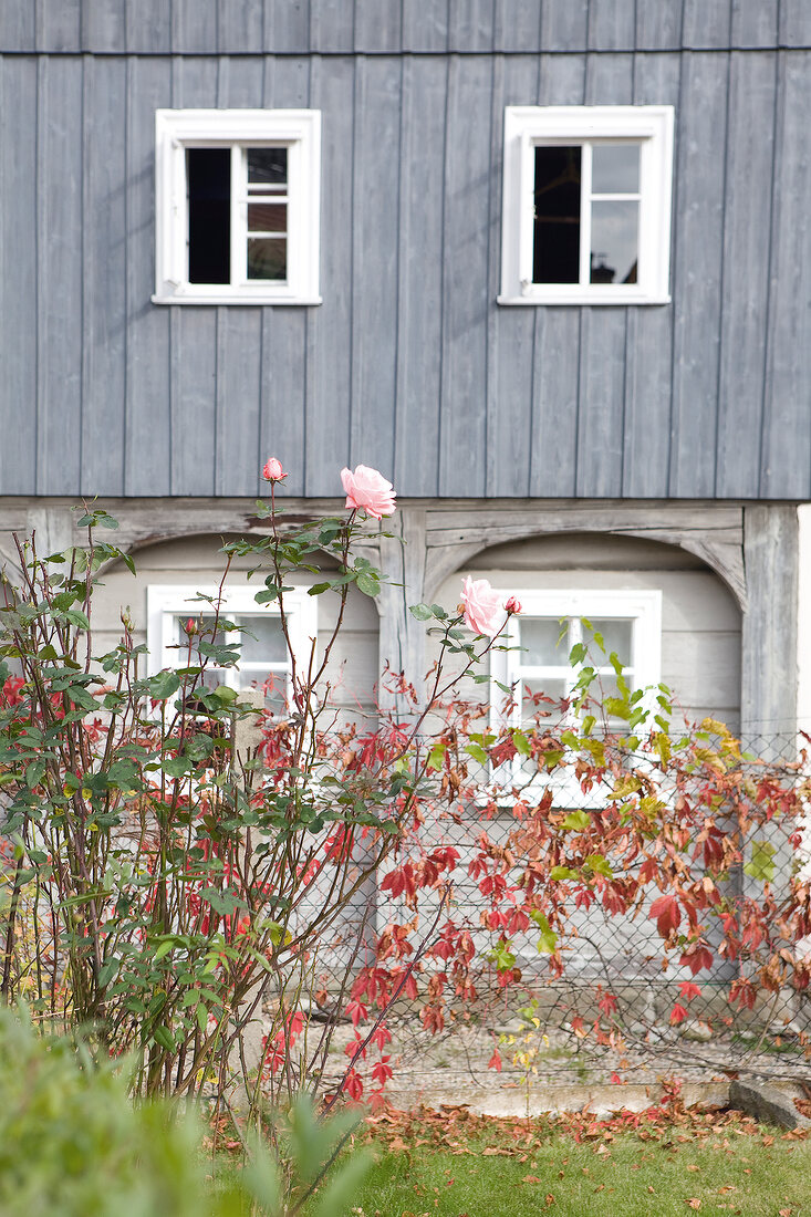 Fenster, Umgebindehaus, Rosen, Ober- lausitz, Zittauer Gebirge, Sachsen