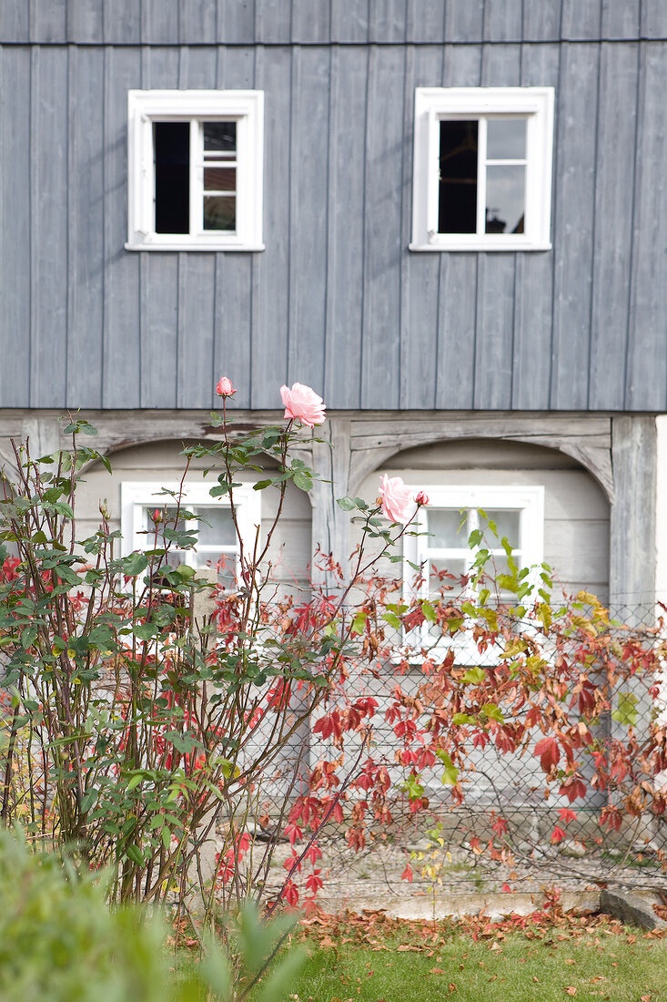 Rose plant and long grass overlooking timber house with window, Saxony, Germany