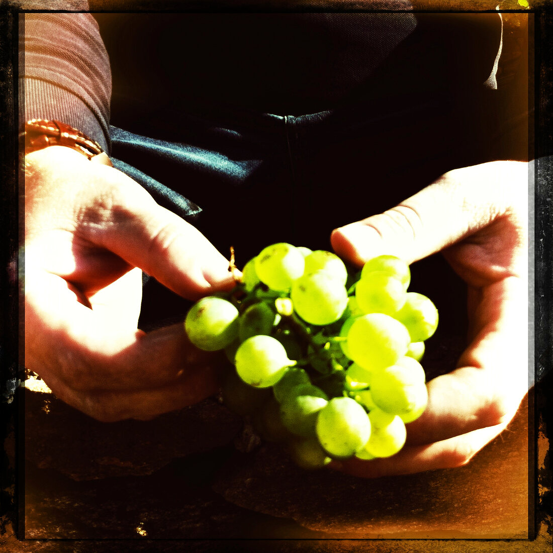 Weintrauben in den Händen, aus dem W einanbaugebiet Wachau