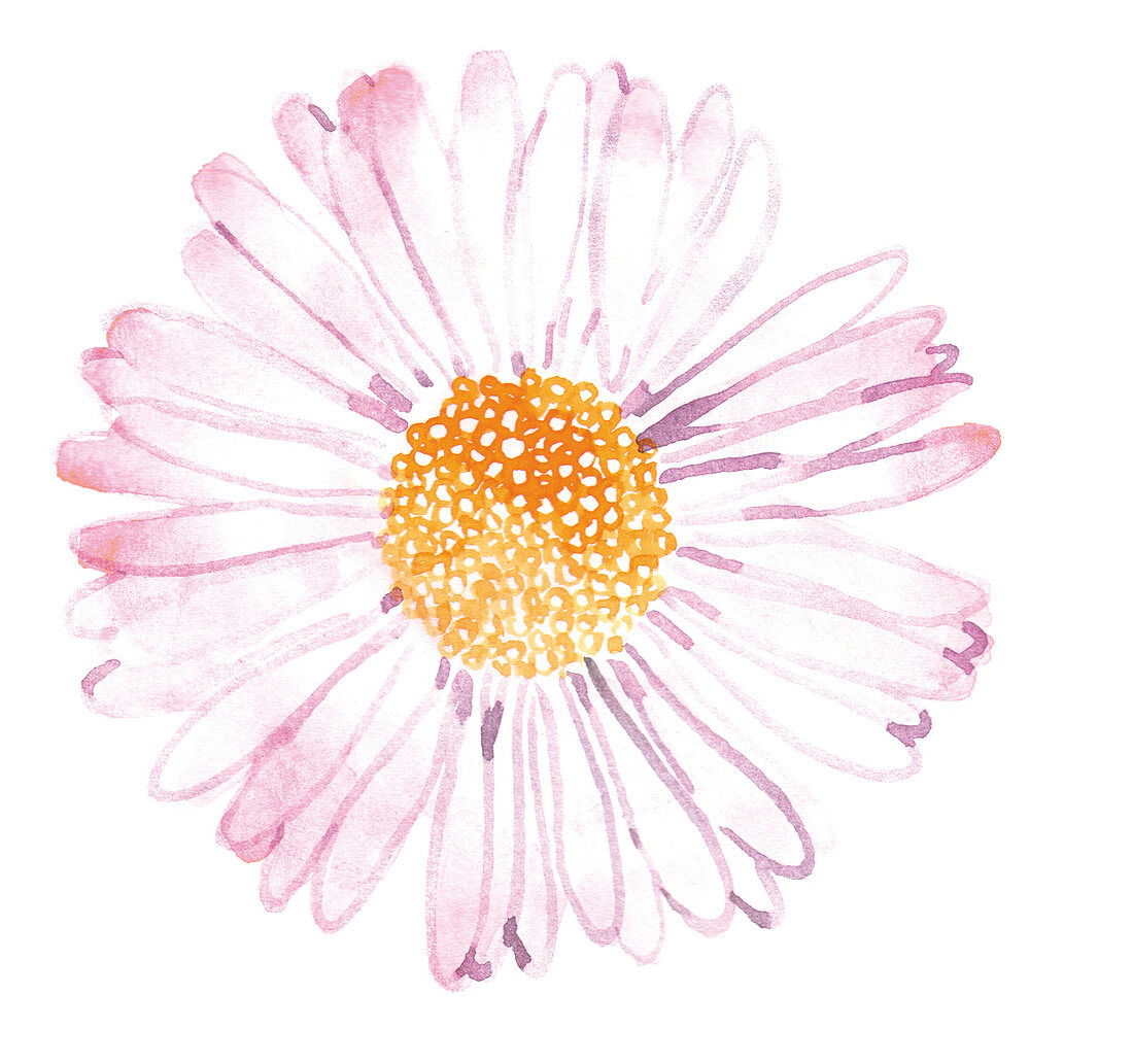 Illustration, Pflanze, Blume, Blüte Gänseblümchen, Bellis perennis