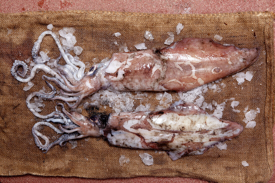 Close-up of two squid with ice