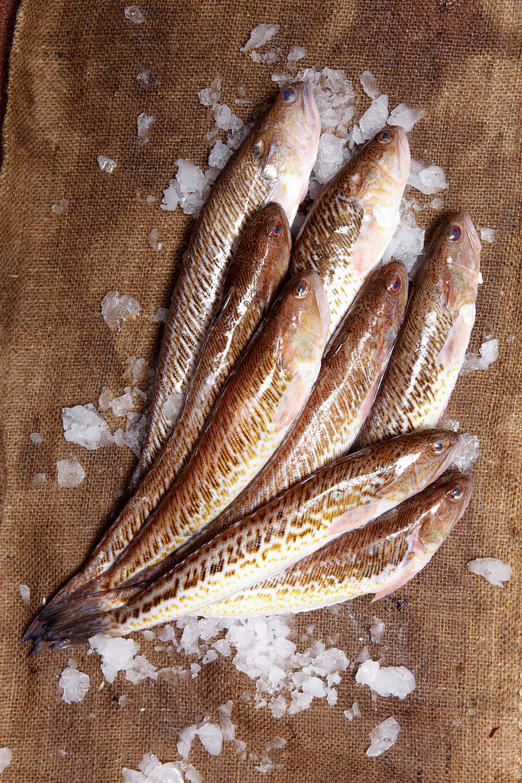 Close-up of fishes with ice