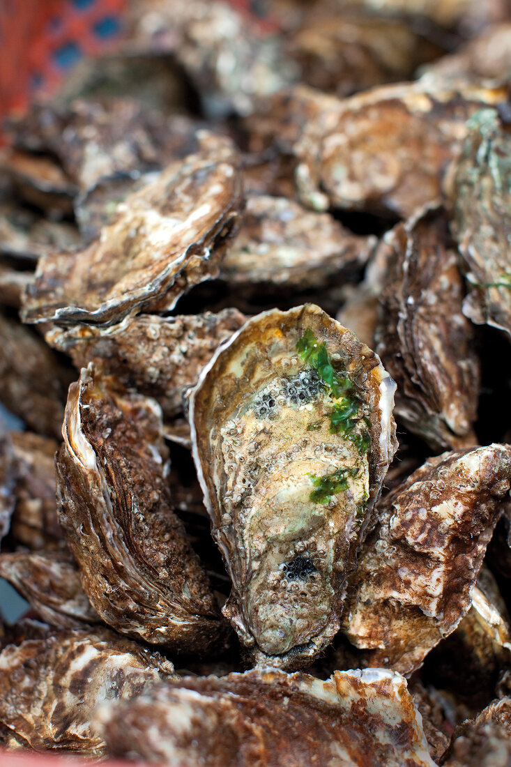 Close-up of sylt oysters at Dittmeyer Oyster Company in Sylt, Germany