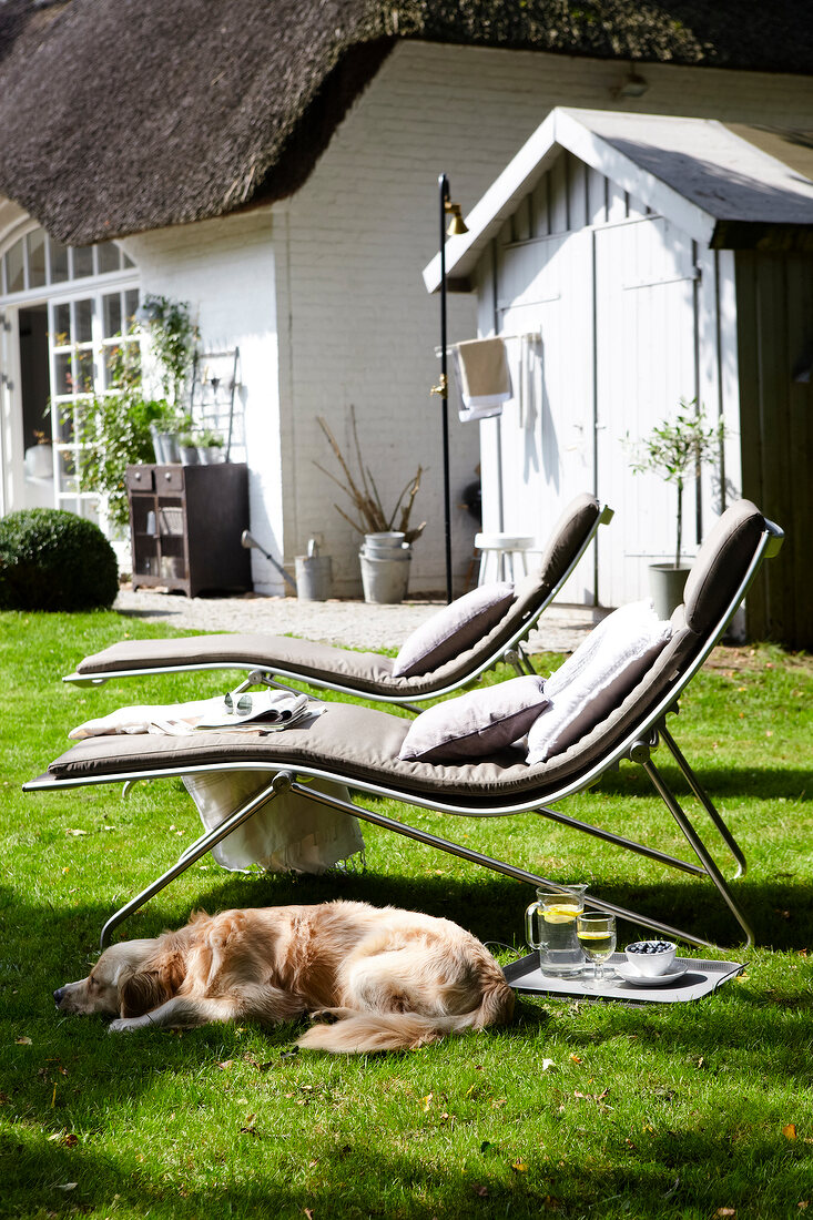 sonniger Garten, Liegen, Hund 