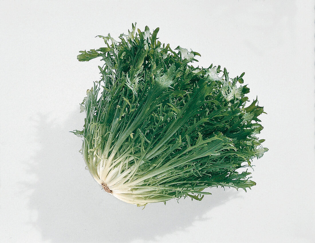 Food, Grüner Frisée, Freisteller