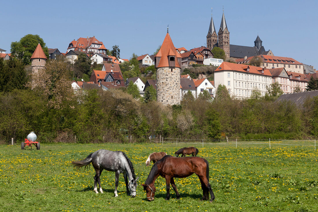 Horses grazing on field near Church of St. Peter, Schwalm-Eder, Fritzlar, Hesse, Germany