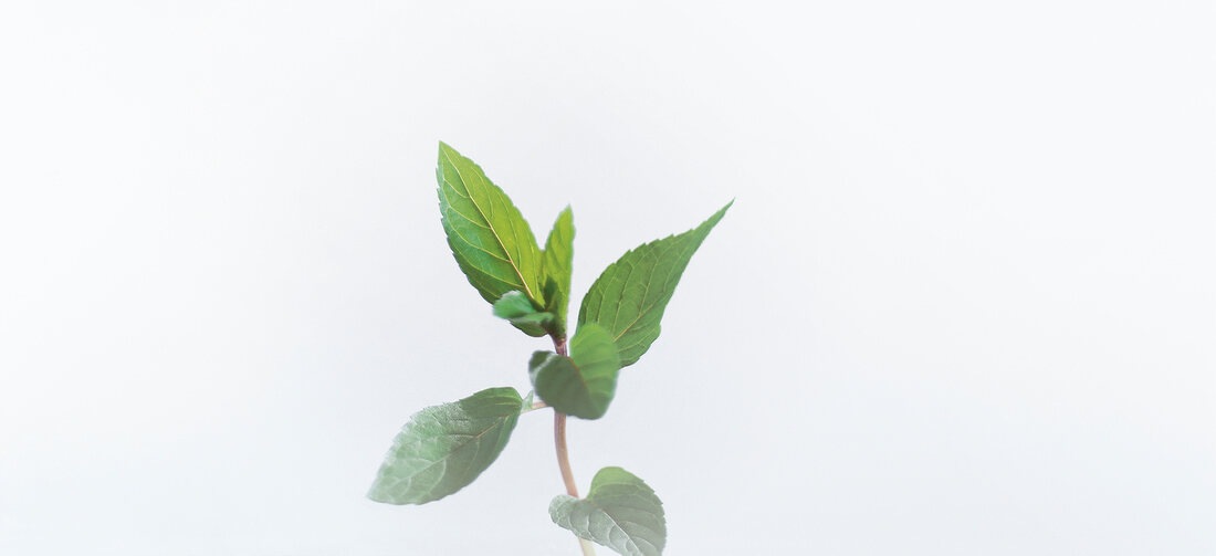 English peppermint on white background
