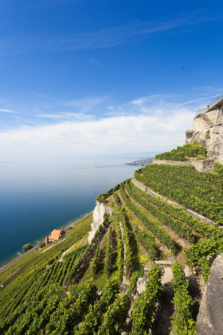 Genfer See, Kanton Waadt, Lavaux, Chexbres, Höhenstrasse Bellevue