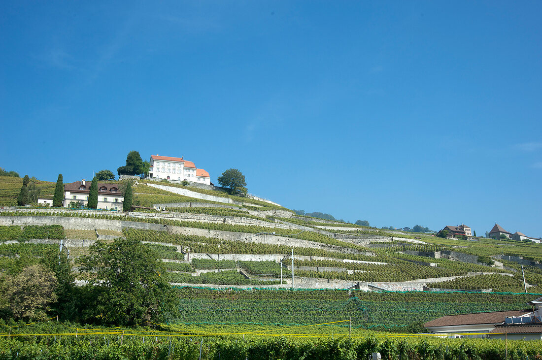 Landscape of Lavaux vineyard, near lake Geneva, Switzerland